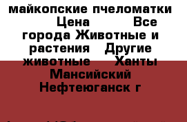  майкопские пчеломатки F-1  › Цена ­ 800 - Все города Животные и растения » Другие животные   . Ханты-Мансийский,Нефтеюганск г.